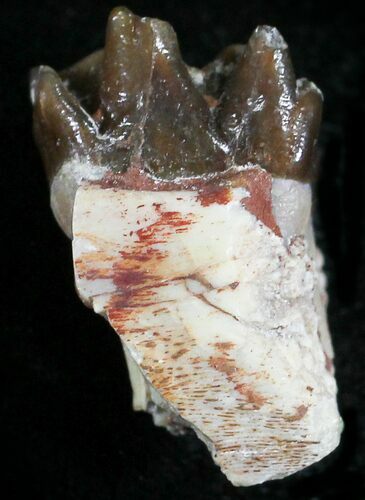 Oligocene Horse (Mesohippus) Jaw Section #25069